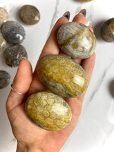 Load image into Gallery viewer, Fossilized Coral Palm Stones