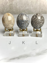 Load image into Gallery viewer, Fossilized Coral Palm Stones