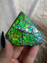 Load image into Gallery viewer, Ammolite Specimen P