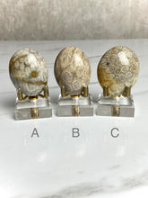 Load image into Gallery viewer, Fossilized Coral Palm Stones