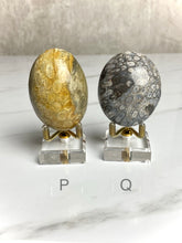 Load image into Gallery viewer, Fossilized Coral Palm Stones
