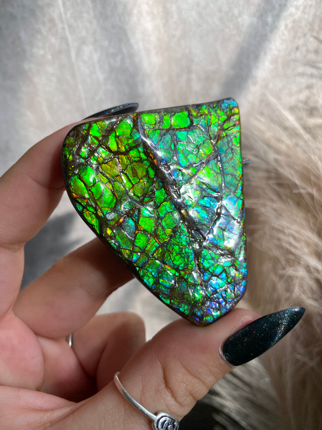 High Quality Polished Ammolite P