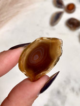 Load image into Gallery viewer, Botswana Agate Mini Slice Set - Jellies
